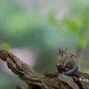 ヒメ日記 2025/04/20 10:20 投稿 蝶野　すみれ 昼下がりの情事