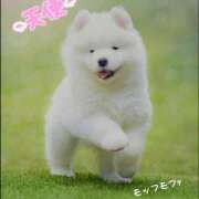 ヒメ日記 2025/05/24 11:40 投稿 蝶野　すみれ 昼下がりの情事