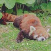 ヒメ日記 2025/06/05 10:40 投稿 蝶野　すみれ 昼下がりの情事