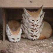 ヒメ日記 2025/06/08 10:40 投稿 蝶野　すみれ 昼下がりの情事