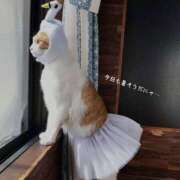 ヒメ日記 2025/07/24 10:40 投稿 蝶野　すみれ 昼下がりの情事