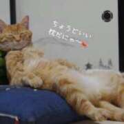 ヒメ日記 2025/08/12 10:40 投稿 蝶野　すみれ 昼下がりの情事