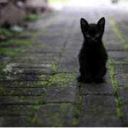 ヒメ日記 2025/09/11 10:40 投稿 蝶野　すみれ 昼下がりの情事