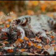 ヒメ日記 2025/10/13 10:50 投稿 蝶野　すみれ 昼下がりの情事