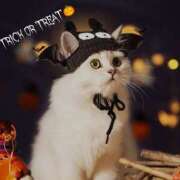 ヒメ日記 2025/10/25 10:40 投稿 蝶野　すみれ 昼下がりの情事