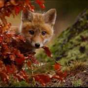 ヒメ日記 2025/11/05 10:50 投稿 蝶野　すみれ 昼下がりの情事