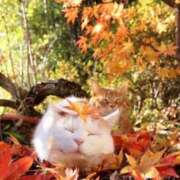 ヒメ日記 2025/11/08 10:40 投稿 蝶野　すみれ 昼下がりの情事