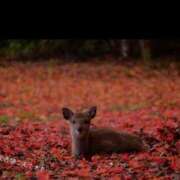 ヒメ日記 2025/11/13 10:40 投稿 蝶野　すみれ 昼下がりの情事