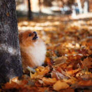 ヒメ日記 2025/11/26 10:40 投稿 蝶野　すみれ 昼下がりの情事