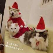 ヒメ日記 2025/12/03 10:40 投稿 蝶野　すみれ 昼下がりの情事