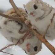 蝶野　すみれ 寒すぎる…｡ﾟ(ﾟ´ω`ﾟ)ﾟ｡ 昼下がりの情事