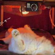 蝶野　すみれ 猫は炬燵で丸くならない 昼下がりの情事