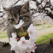 蝶野　すみれ 何でかな…🤔❓ 昼下がりの情事