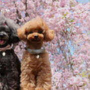 蝶野　すみれ 肩凝り改善《第2弾》 昼下がりの情事