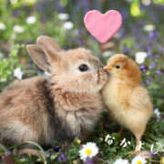 ヒメ日記 2026/04/26 13:50 投稿 蝶野　すみれ 昼下がりの情事