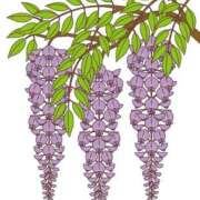 ヒメ日記 2026/04/28 18:24 投稿 糸井厚子 五十路マダムエクスプレス横浜店（カサブランカグループ）