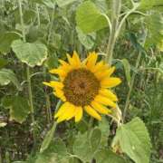 ヒメ日記 2026/03/13 19:13 投稿 そら モアグループ熊谷人妻花壇