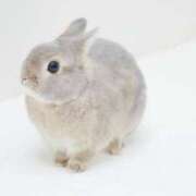 チョコ 【今日の空枠】 バニーコレクション秋田店