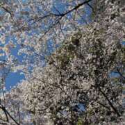 ヒメ日記 2025/04/05 17:51 投稿 しおり 清楚系美女専門店PLATINUMプラチナム四日市店