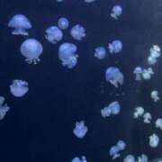 ヒメ日記 2025/10/22 05:36 投稿 える マリン宇都宮店