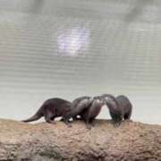 ヒメ日記 2026/01/18 23:23 投稿 える マリン宇都宮店