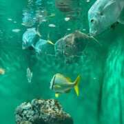 めい ぼっちで水族館 池袋角海老