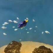 めい おすそわけ 池袋角海老
