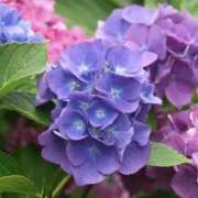 ヒメ日記 2025/06/02 11:59 投稿 ゆか 花影（かえい）