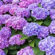 ヒメ日記 2025/06/02 23:22 投稿 ゆか 花影（かえい）