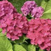 ヒメ日記 2025/06/05 01:10 投稿 ゆか 花影（かえい）