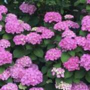 ヒメ日記 2025/06/08 01:29 投稿 ゆか 花影（かえい）