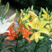 ヒメ日記 2025/06/11 22:59 投稿 ゆか 花影（かえい）