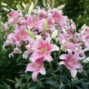 ヒメ日記 2025/06/18 13:33 投稿 ゆか 花影（かえい）