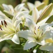 ヒメ日記 2025/06/20 01:44 投稿 ゆか 花影（かえい）