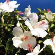 ヒメ日記 2025/07/23 23:20 投稿 ゆか 花影（かえい）