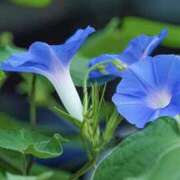 ゆか ありがとう♡ 花影（かえい）
