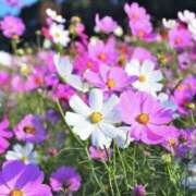 ゆか 9月スタート♡ 花影（かえい）
