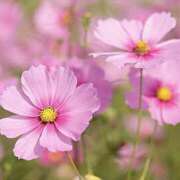 ヒメ日記 2025/09/03 16:09 投稿 ゆか 花影（かえい）