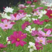 ゆか おやすみします 花影（かえい）