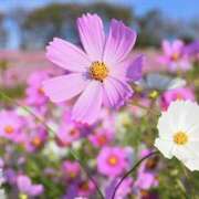 ゆか ありがとう♡ 花影（かえい）