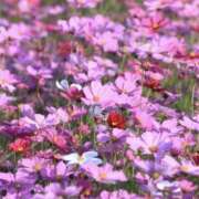 ゆか おやすみします 花影（かえい）