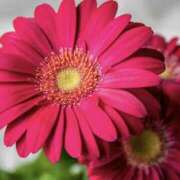 ゆか ありがとう♡ 花影（かえい）