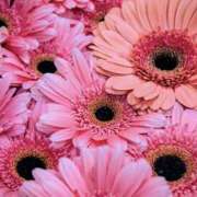 ゆか お休みします 花影（かえい）