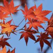 ヒメ日記 2025/11/03 17:17 投稿 ゆか 花影（かえい）