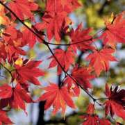 ヒメ日記 2025/11/10 17:28 投稿 ゆか 花影（かえい）