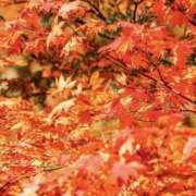 ゆか おはよ♡ 花影（かえい）