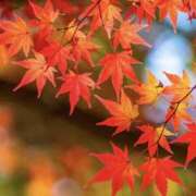 ゆか ありがとう♡ 花影（かえい）