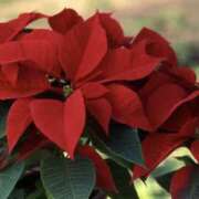 ゆか ありがとう♡ 花影（かえい）