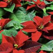 ゆか 12月スタート♡ 花影（かえい）