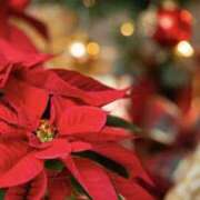 ヒメ日記 2025/12/09 06:38 投稿 ゆか 花影（かえい）